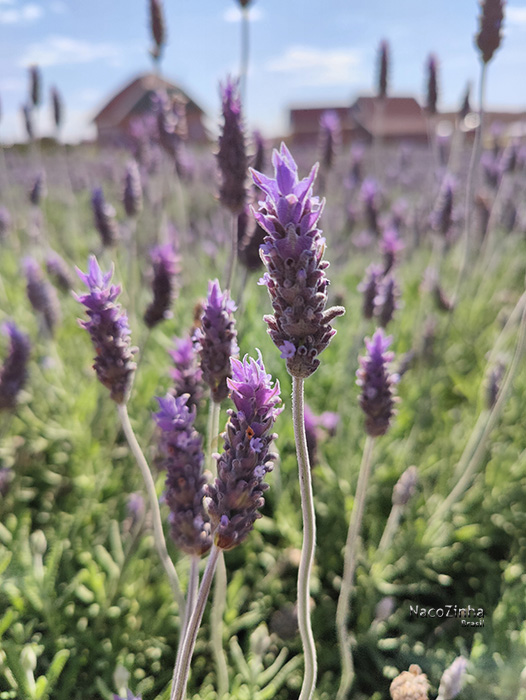 Lavanda (Lavandula angustifolia)